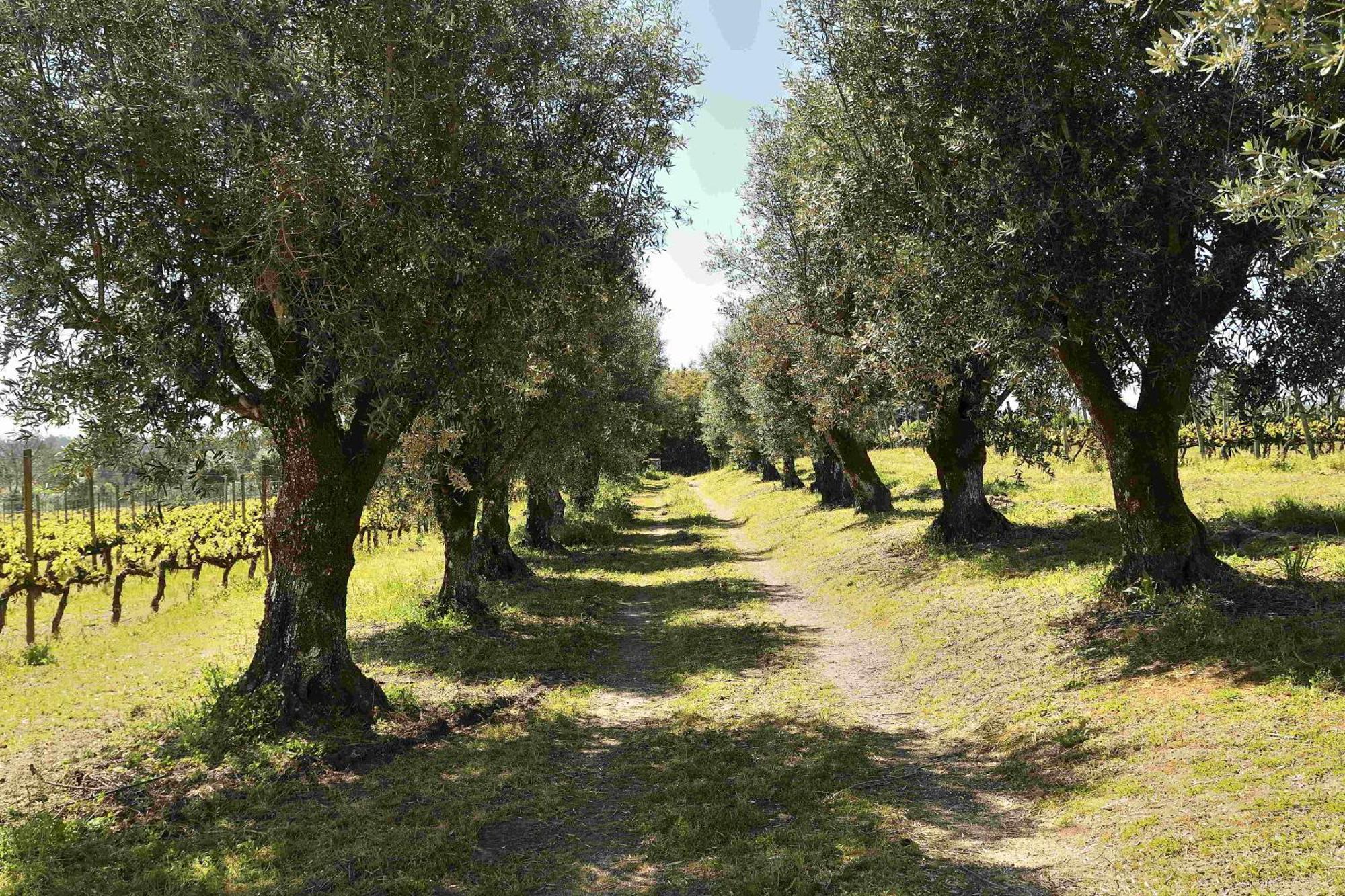 Vila Quinta Da Fata Nelas Exteriér fotografie